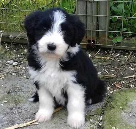 Border Collie For Sale In Ahmedabad
