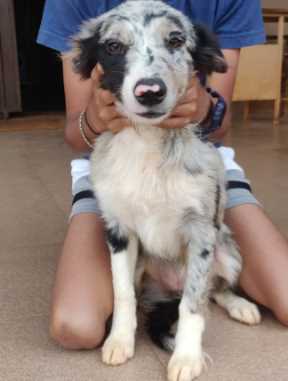Border Collie For Sale In Hyderabad
