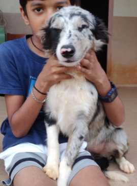 Border Collie For Sale In Hyderabad