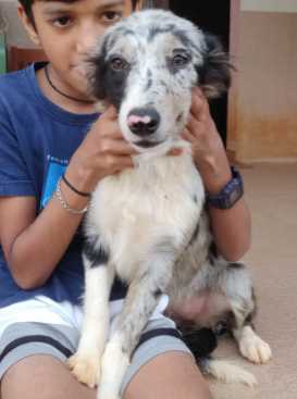 Border Collie For Sale In Hyderabad
