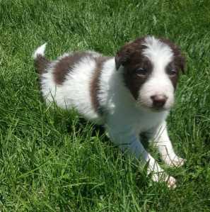 Border Collie For Sale In Ahmedabad