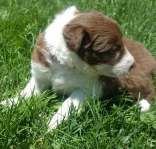Border Collie For Sale In Ahmedabad