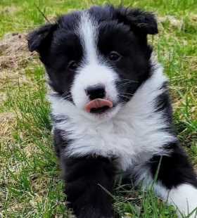 Border Collie For Sale In Ahmedabad