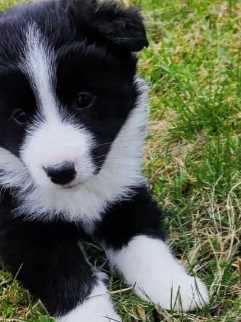 Border Collie For Sale In Gurgaon