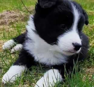 Border Collie For Sale In Gurgaon
