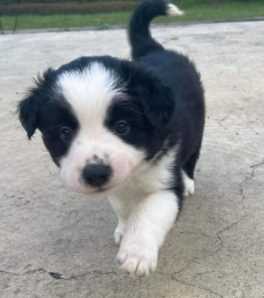 Border Collie For Sale In Ahmedabad