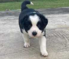 Border Collie For Sale In Ahmedabad