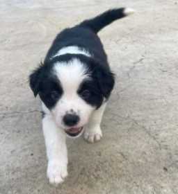 Border Collie For Sale In Gurgaon