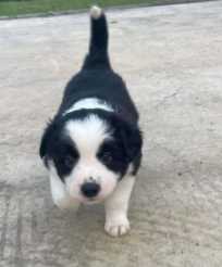 Border Collie For Sale In Gurgaon