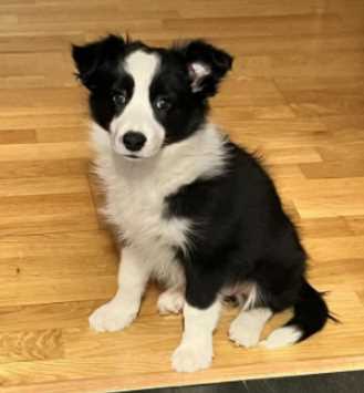 Border Collie For Sale In Ahmedabad