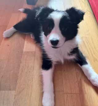 Border Collie For Sale In Ahmedabad