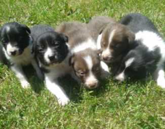 Border Collie For Sale In Ahmedabad