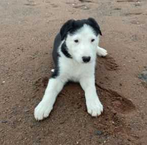 Border Collie For Sale In Ahmedabad