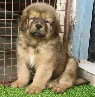 Tibetan Mastiff For Sale In Jaipur