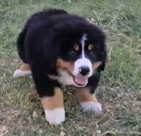 Bernese Mountain Dog For Sale In Delhi