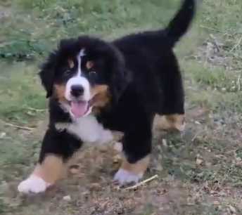 Bernese Mountain Dog For Sale In Delhi