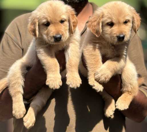 Golden Retriever For Sale In Ahmedabad