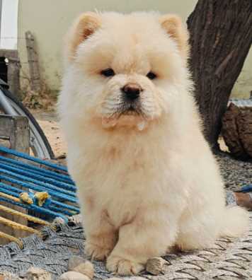 Chow Chow For Sale In Bareilly