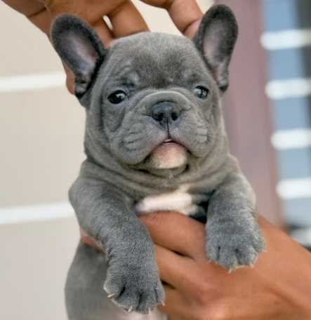 French Bulldog For Sale In Ahmedabad