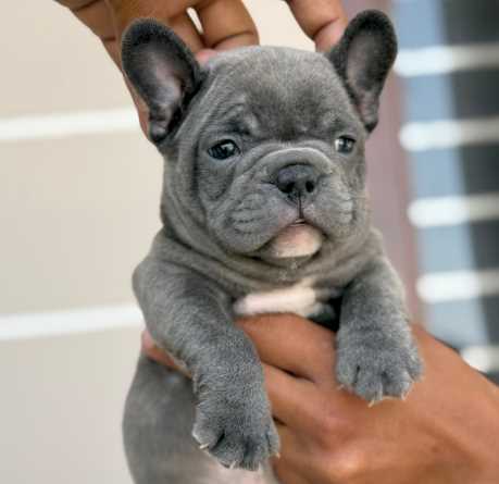 French Bulldog For Sale In Ahmedabad