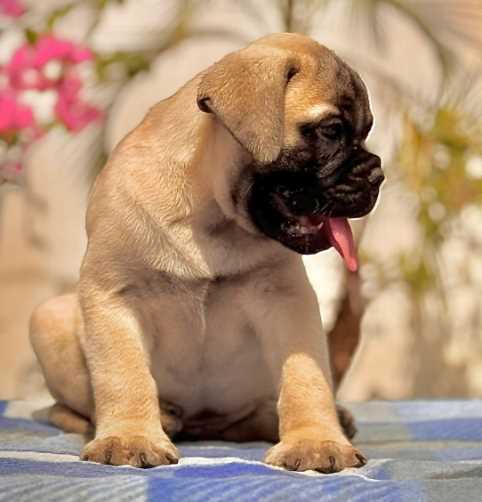 Bullmastiff For Sale In Jaipur