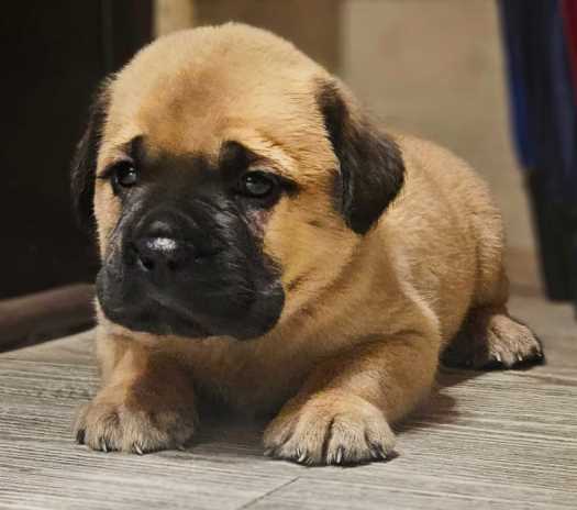 Bullmastiff For Sale In Jaipur