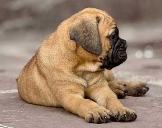 Bullmastiff For Sale In Jaipur