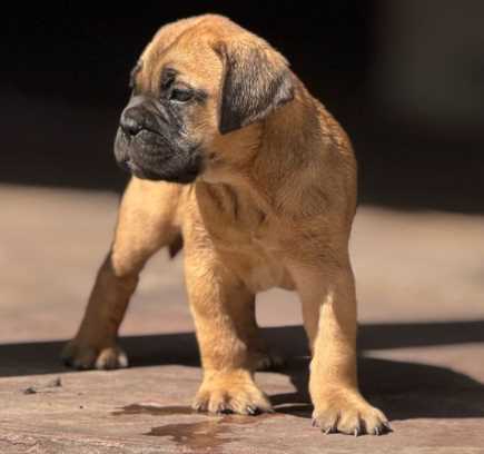 Bullmastiff For Sale In Jaipur