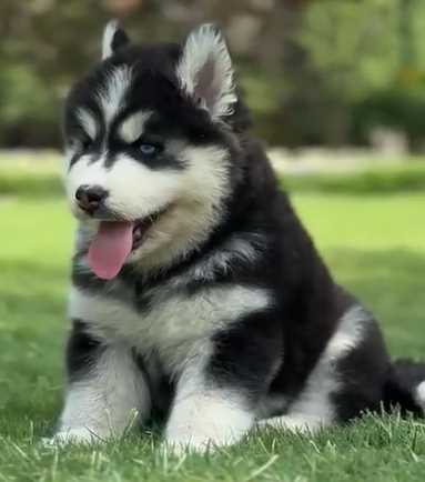 Siberian Husky For Sale In Ambala