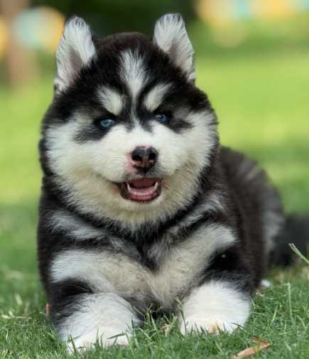 Siberian Husky For Sale In Hoshiarpur