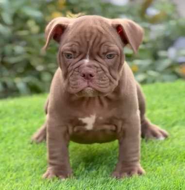 American Bully For Sale In Muktsar
