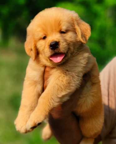 Golden Retriever For Sale In Muzaffarnagar