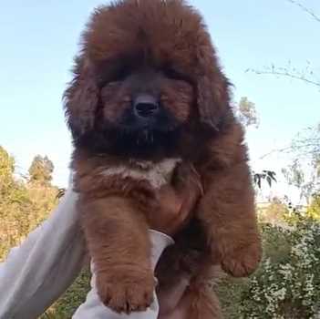 Tibetan Mastiff For Sale In Jaipur