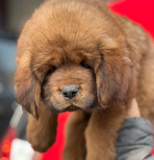 Tibetan Mastiff For Sale In Jaipur