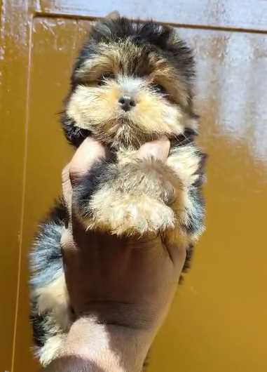 Yorkshire Terrier For Sale In Mumbai