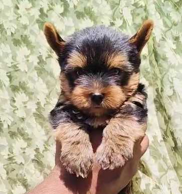 Yorkshire Terrier For Sale In Mumbai