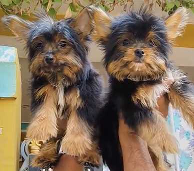 Yorkshire Terrier For Sale In Mumbai