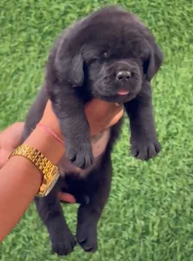 Labrador Retriever For Sale In Mohali