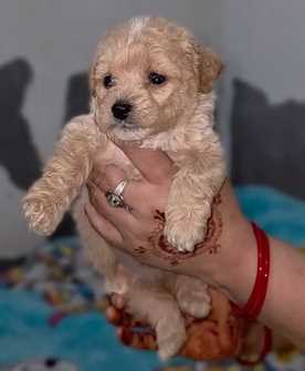 Maltipoo For Sale In Gurgaon