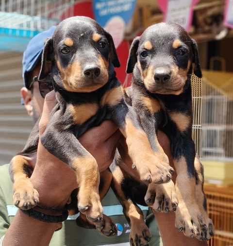 Doberman For Sale In Pune