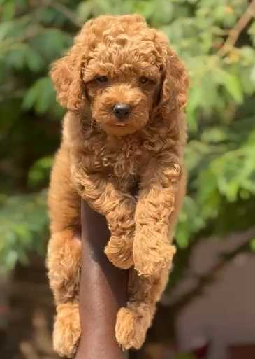 Poodle For Sale In Hyderabad