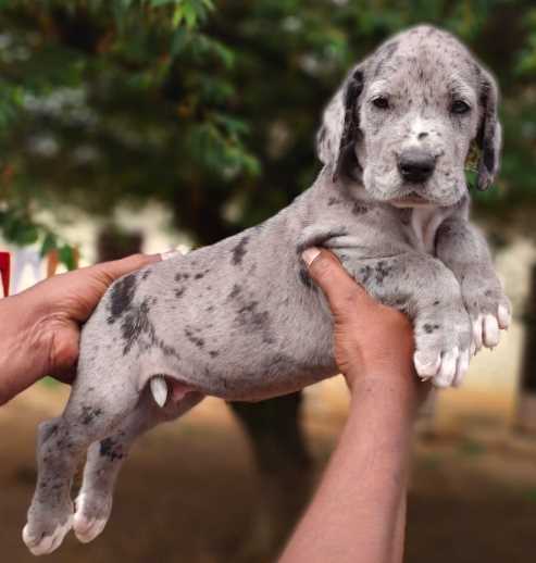 Great Dane For Sale In Pune