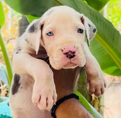 Great Dane For Sale In Pune