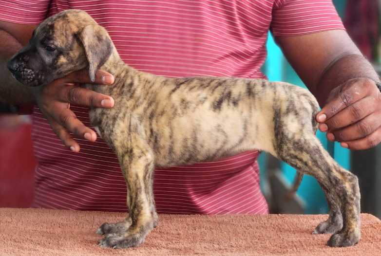 Great Dane For Sale In Pune