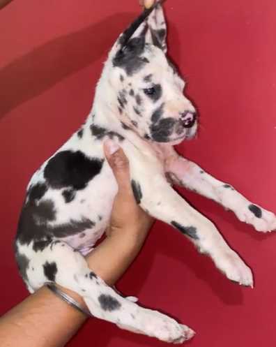 Great Dane For Sale In Pune