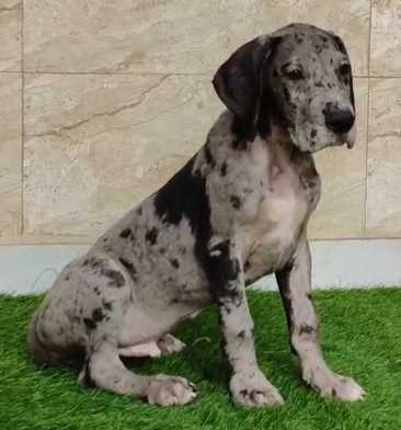 Great Dane For Sale In Pune