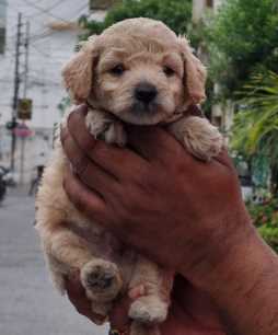Maltipoo For Sale In Gurgaon