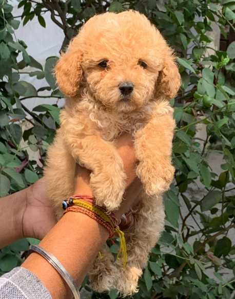 Maltipoo For Sale In Gurgaon