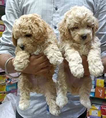 Maltipoo For Sale In Gurgaon