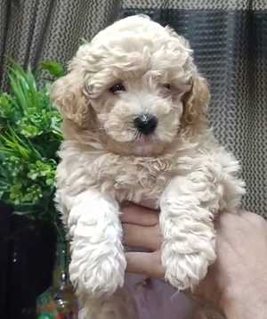 Maltipoo For Sale In Gurgaon